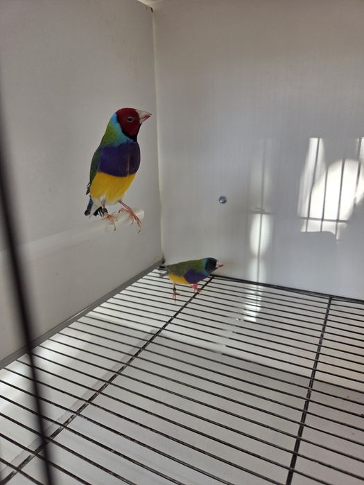 Diamantes de Gould de 2026 prontos a criar