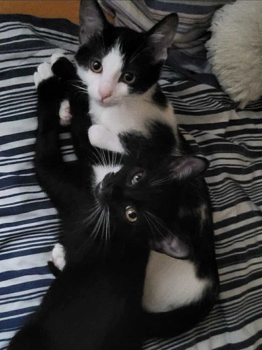 Cola i Whiskey śliczne kotki do adopcji