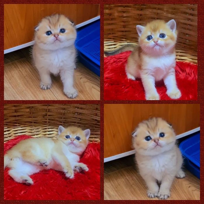 Котята золотая шиншилла
