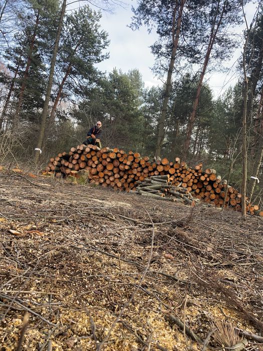 Wycinka drzew arborysta frezowanie korzeni usługi rębakiem