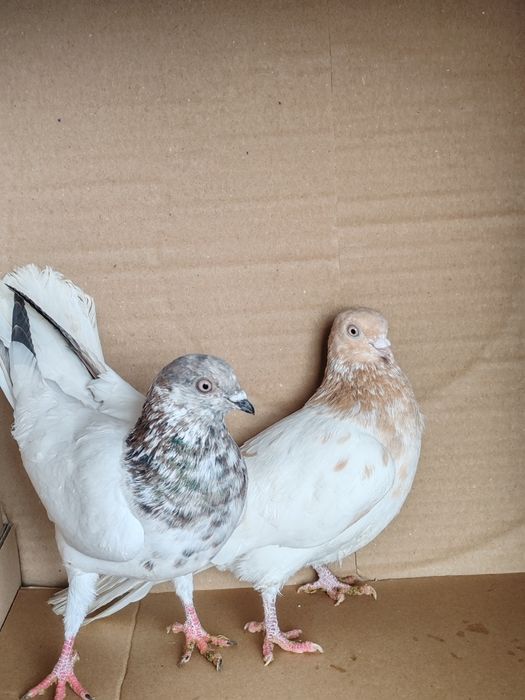 Budapeszt wysokolotny