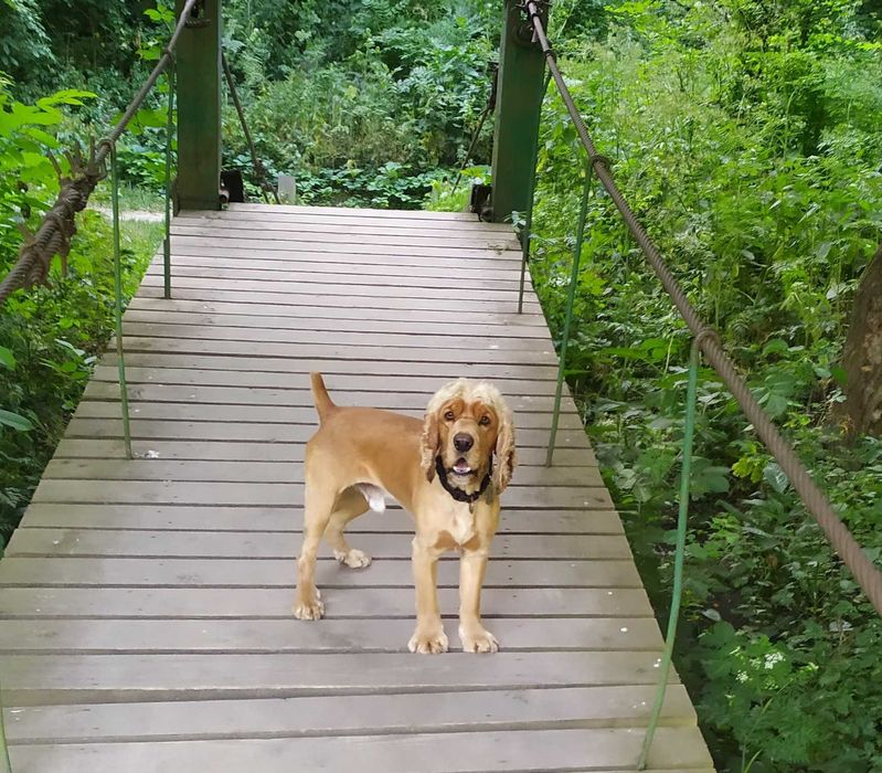 Кокер спаніель в'язка