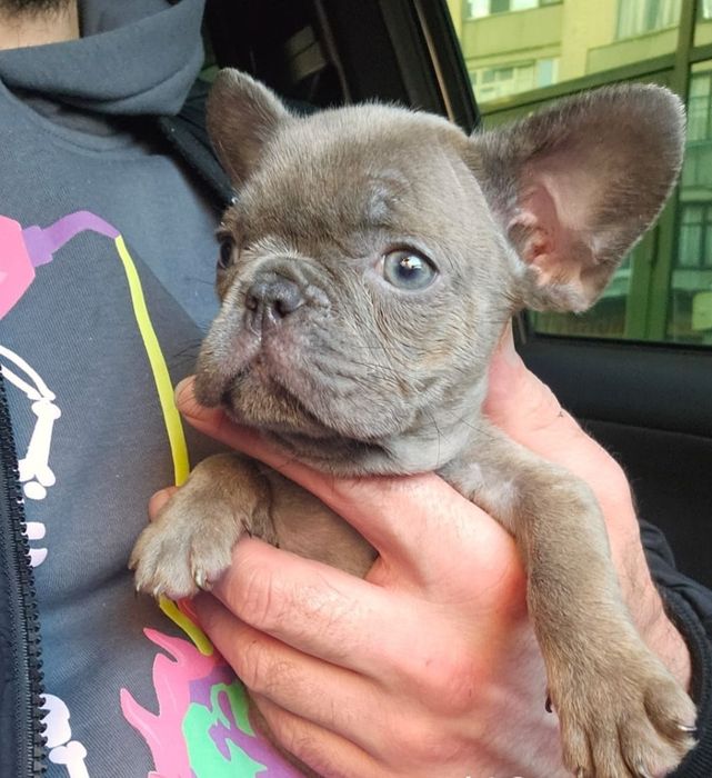 Маленькі розкішні французи у Львові