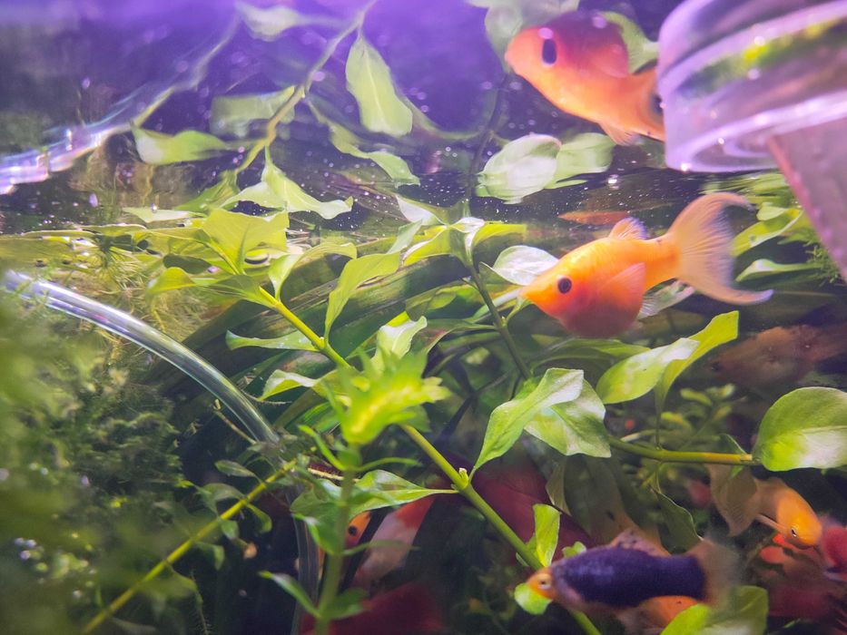 Molinezja mix. odmian