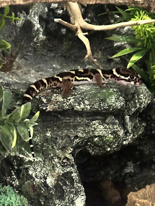 Coleonyx Miratus z terrarium
