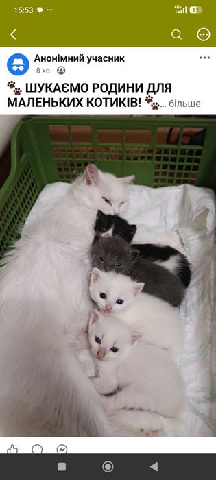 кошенята 1,5 місяців