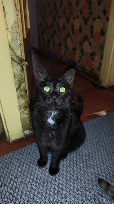 Котик в добрі руки, родину