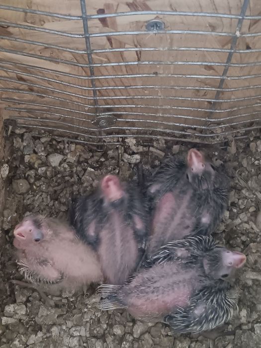 Disponível para domesticar
