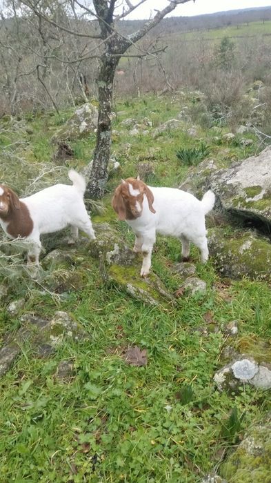 Vendo chibos machos boer