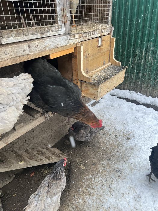 Продаю ікубаційні яйця курей мясояєчних порід