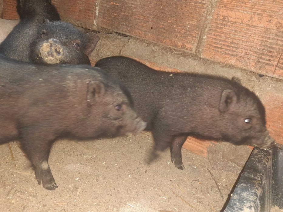 Porcos vietnamitas