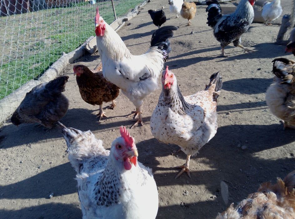 Інкубаційні яйця  домашніх курей