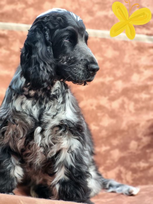 Szczenię cocker spaniel ang.