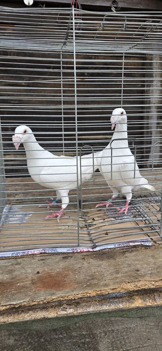 Gołębie rzeszowskie