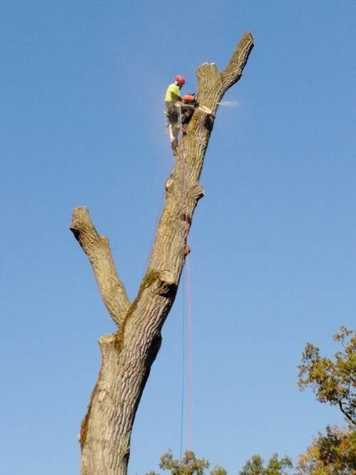 Alpinistyczna wycinka, pielęgnacja drzew. Karczowanie działek.