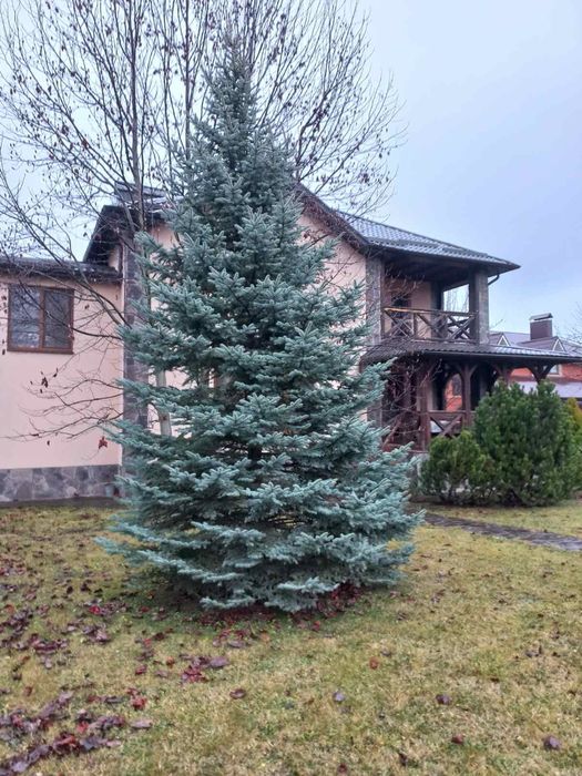 Блакитна ялинка