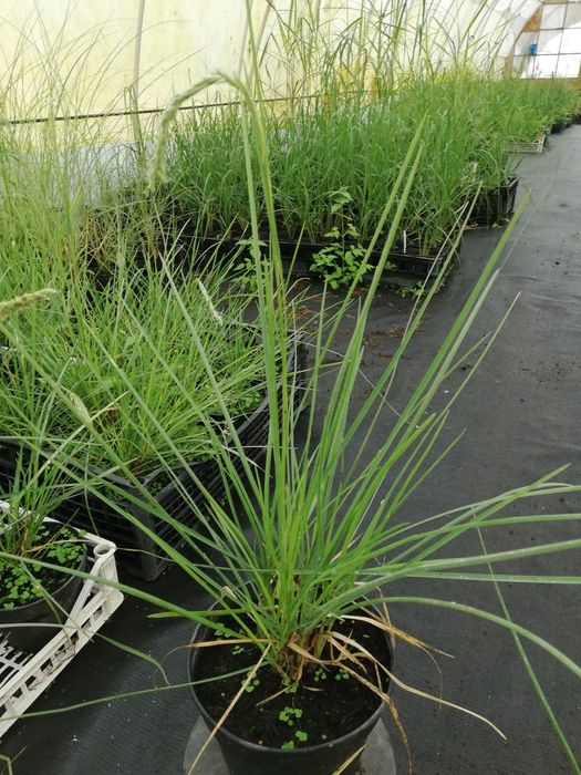 Trawa Sesleria jesienna