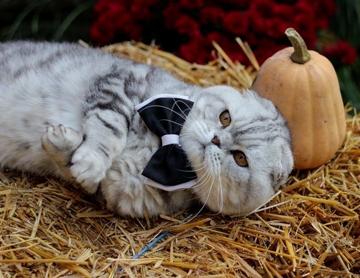 Шотландський висловухий джентльмен запрошує на побачення