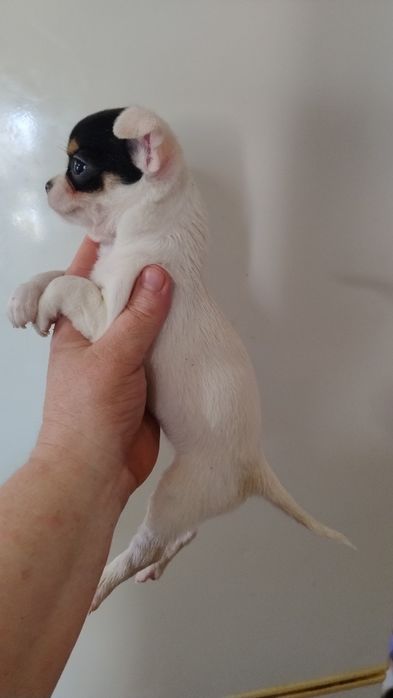 Цуценята чихуахуа з різних виводків