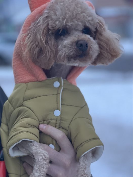 Вязка Той Пудель