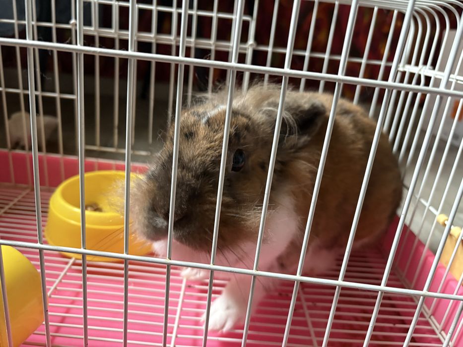 Декоративний кролик