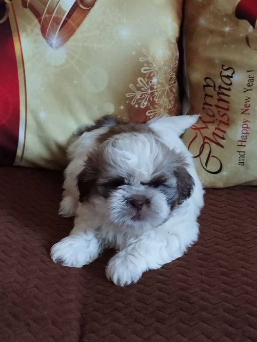Shih TZU piękny piesek