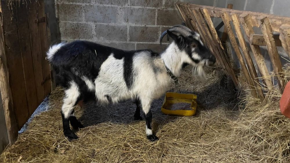 Продам козу. Прогулянка другий раз.