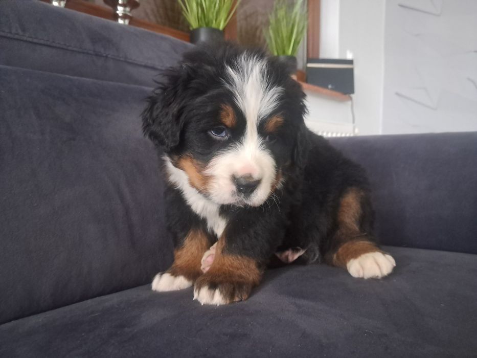 Bernenski pies pasterski