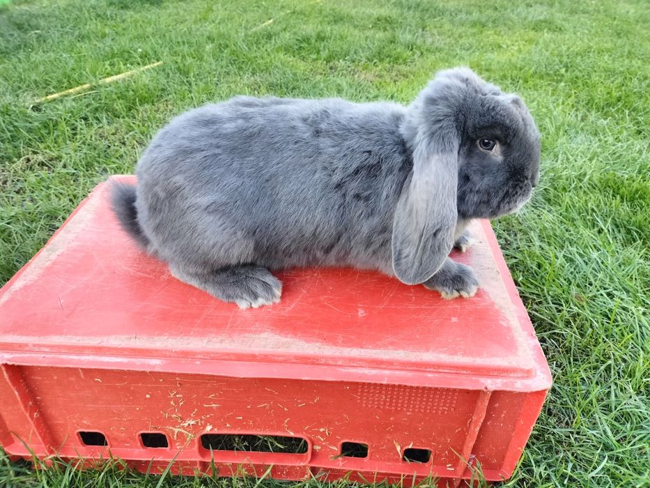 Króliki Baran Francuski Niebieski