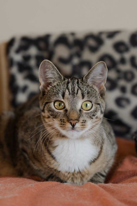 Nadzieja szuka domu! Fundacja "Stawiamy na Łapy"