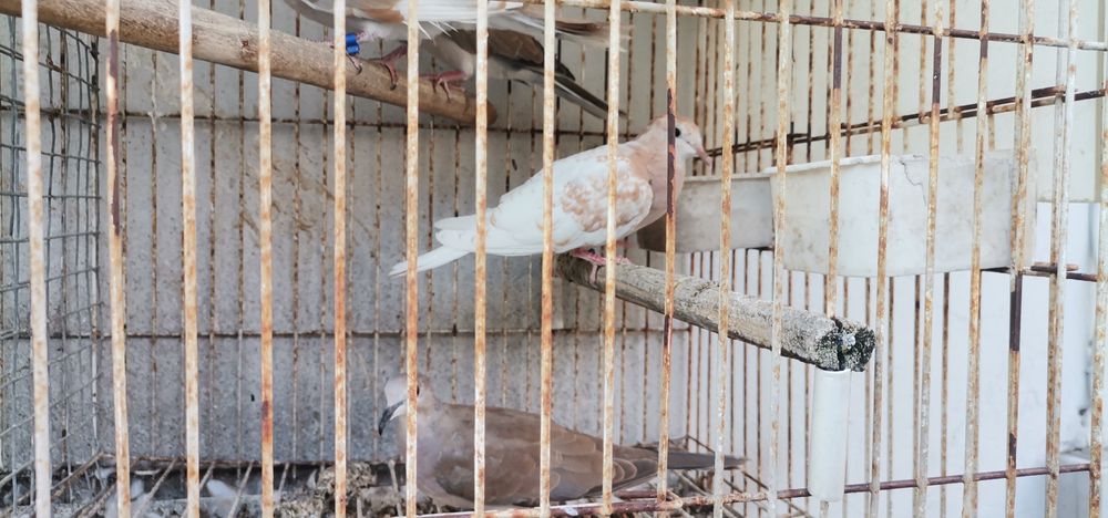 Vendo rolas de vários cores