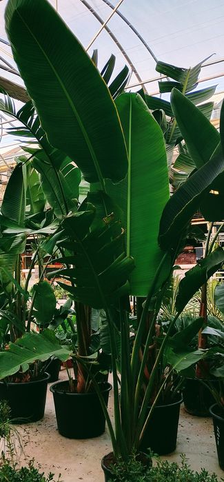 Palmeiras do Viajante Ravenala madagascariensis