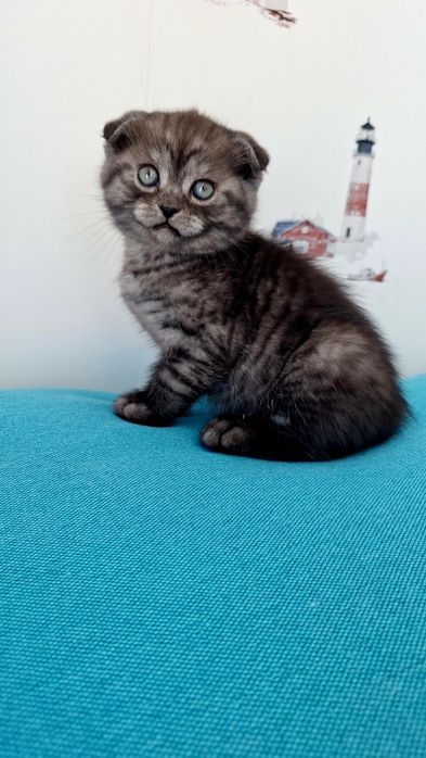 Знижка.До дня закоханих.Шотландські кошенята,котики, продам, висловухі