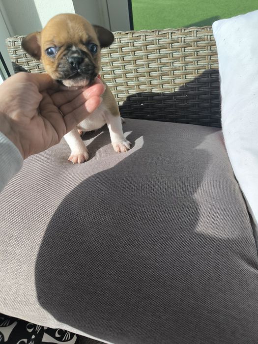 Buldogue Francês Red Pied Fawn - Macho