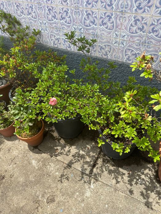 Plantas diversas e vasos