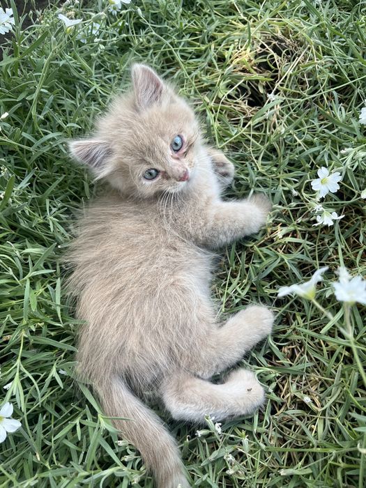 Кошенята котята 1,5 місяця (безкоштовно)