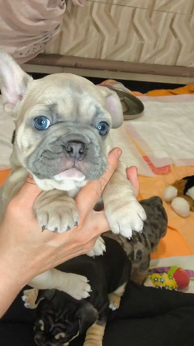 Маленькая принцесса. Французский бульдог