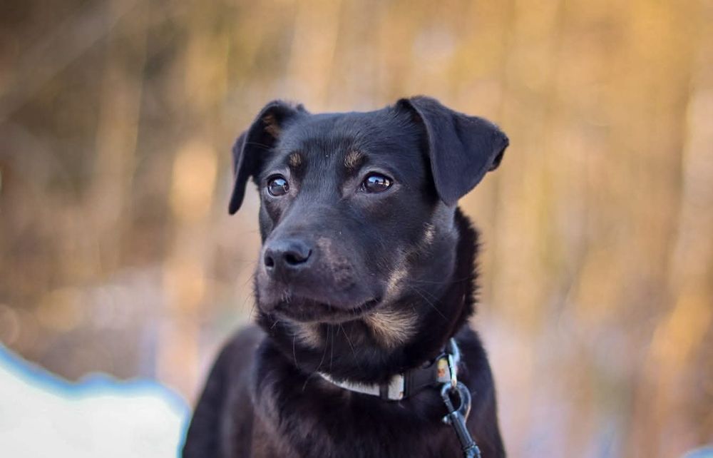 Spokojna sunia szuka domu / do adopcji
