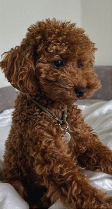 ТОР‼️Super mini ред браун Мальтипу ф2. Мальтийская болонка Той пудель