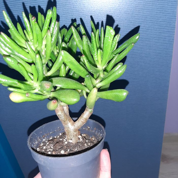 Crassula Gollum,  Gollum