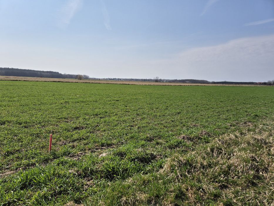 Działka budowlana Wola Bachorska gm. Buczek