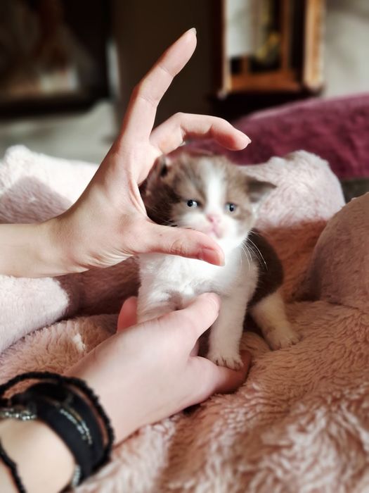 Kot Brytyjski  kocurek