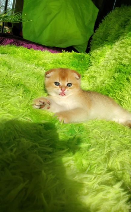 Ласковые малыши. Котята золотая шиншилла.