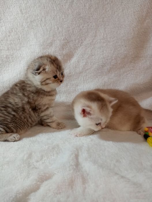 Британські кошенята