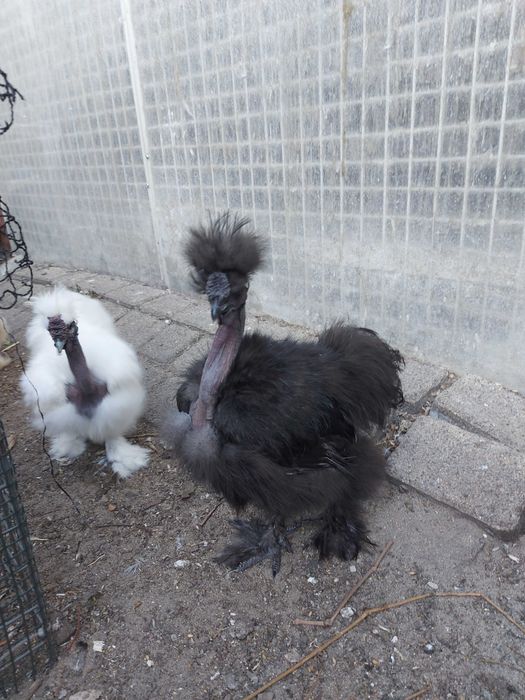 Koguty silki gołoszyjka