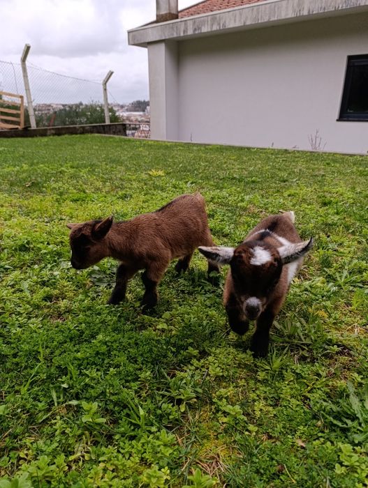 Vendo 4 cabras anãs muito meigas