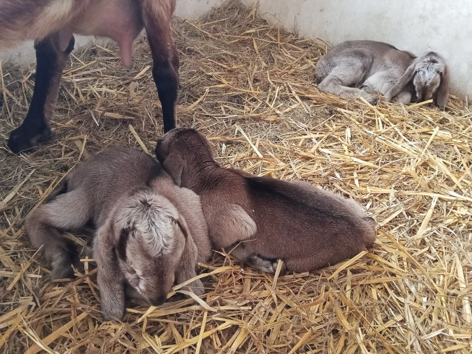 Koziołek Kozioł anglonubijski