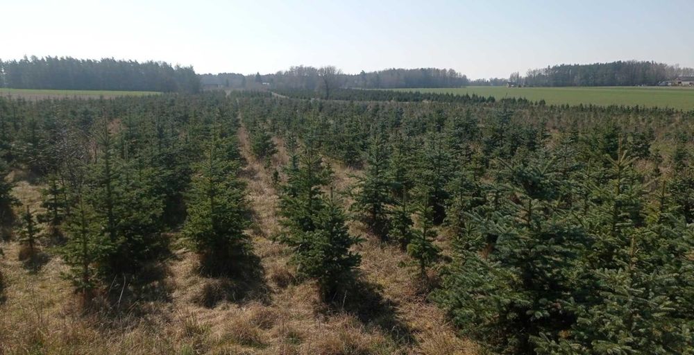 Choinki, świerk srebrny, serbski