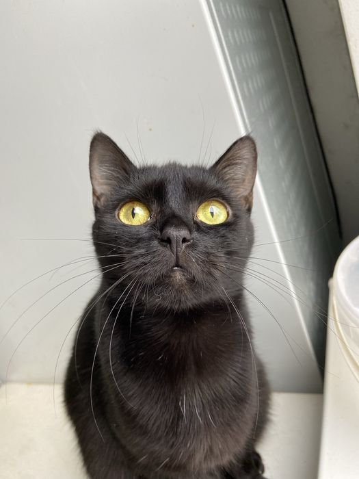 Шукаємо відповідальну сімʼю для молодої кішки