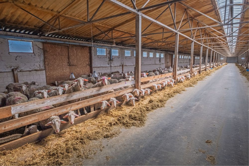 Фастівський р-н; Продаж агро бізнесу повного циклу. від власника